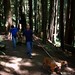 walking in the humboldt redwoods    MG 1144
