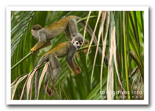 monkey business, the Amazon