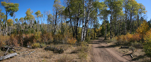 road panorama mountain tree forest aspen