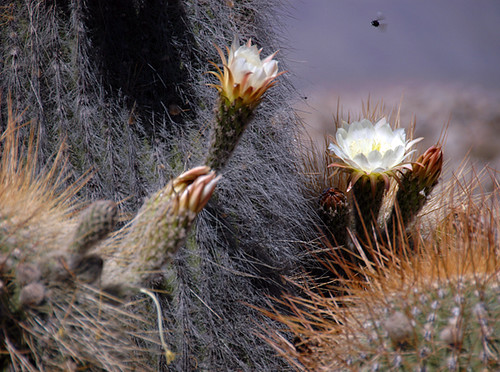 cardon cactus in bloom