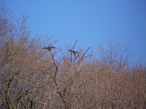 outside spring oak turkeybuzzard