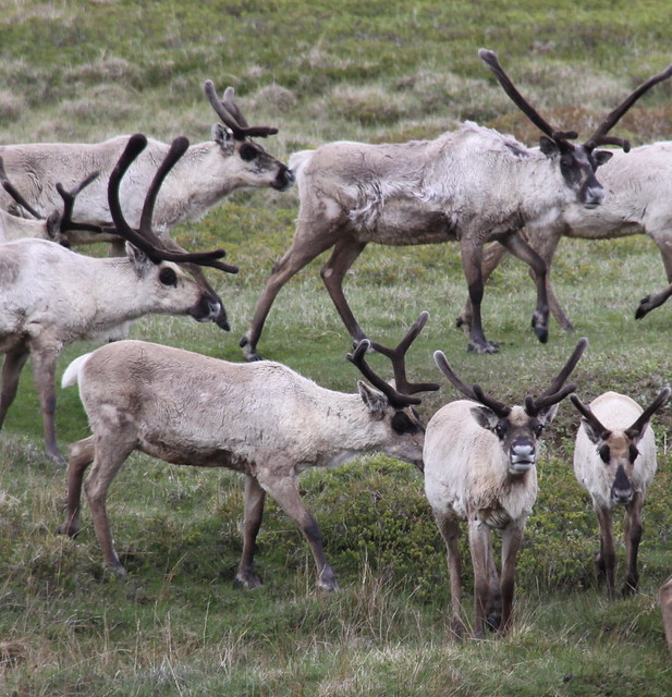 Iceland Reindeer 1 | Flickr - Photo Sharing!