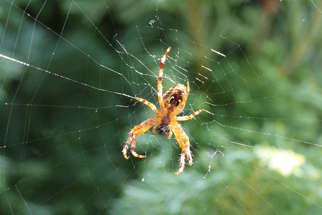 Garden Spider Macro