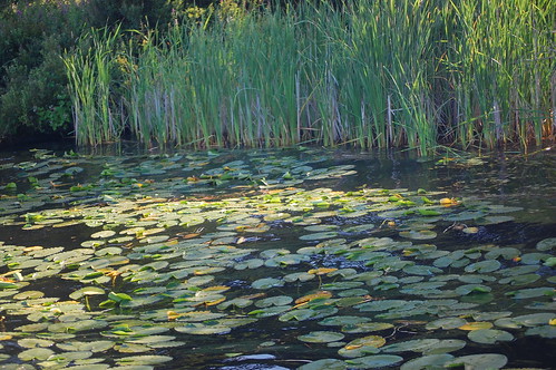 shadow lake water grass reeds nikon lily july4th independenceday lilypad d40 kitsaplake