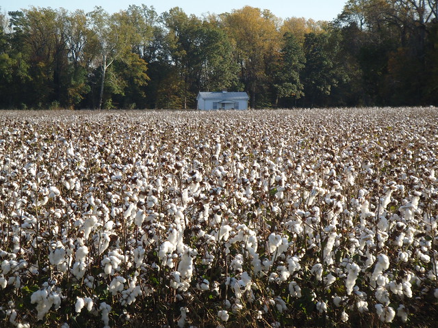 Cotton, a symbol of America's struggle on the path of democracy for all, is still grown in the park as part of its farming program. - at Chippokes Plantation State Park