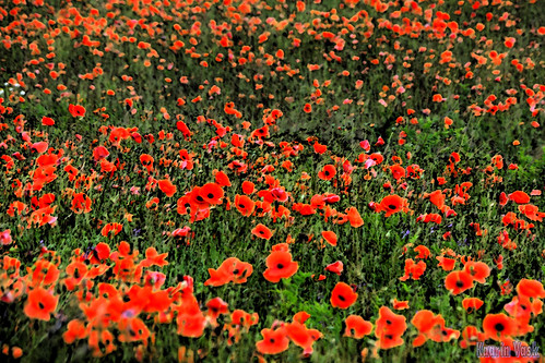 flowers summer photoshop geotagged estonia pentax 2009 km est eesti da1855mm läänevirumaa