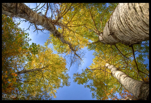 trees fall leaves birch hdr