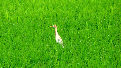 india field birds cattle paddy wildlife egret tamilnadu kallidaikurichi