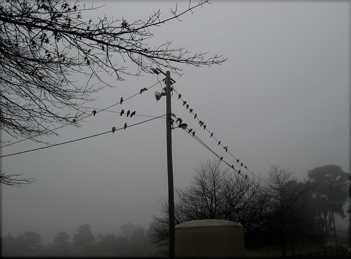 birds fog wire australia victoria ing galahs highfieldpark canona710