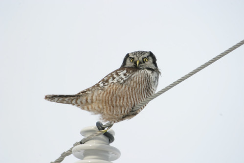 minnesota birds owls northernhawkowl hawkowls