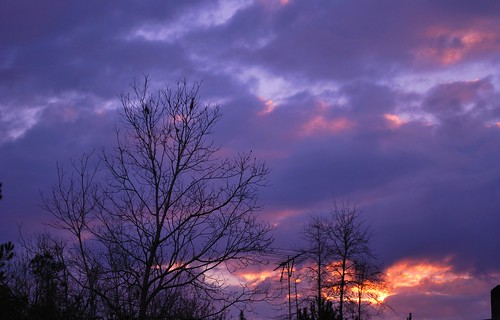 trees sunset sky clouds nikon southcarolina georgetown pines purplehue nikond60 fdfilter fdlfluorescentlightcorrectionfilter