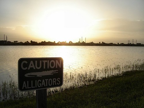 sunset lake water grass silhouette canal florida caution wellington crocodile alligators