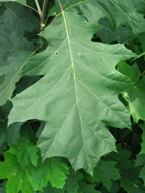 Quercus velutina - Black Oak leaves | Flickr - Photo Sharing!