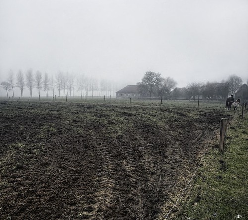 horses fog fence belgium farm nikond70s fields westflanders cs3 photomatix hdr3ex vertorama