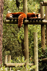 Firefox // Panda roux