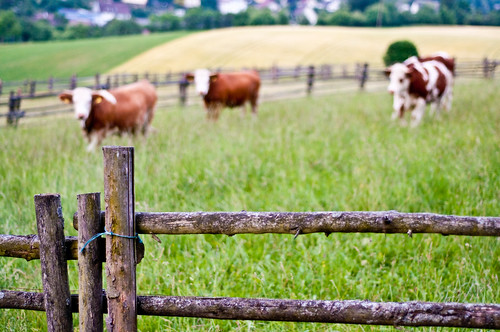 fence germany happy 50mm cow nikon dof cows bokeh farm nikkor friday bauernhof kühe hff d90
