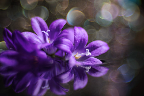 flowers reflection macro bokeh trioplan purple background water floating