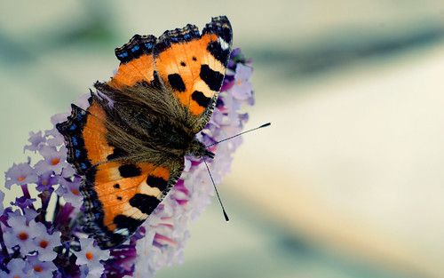 summer wallpaper flower butterfly catchycolors nikon 1600 90mm d300 2560 coloreffects niksoftware