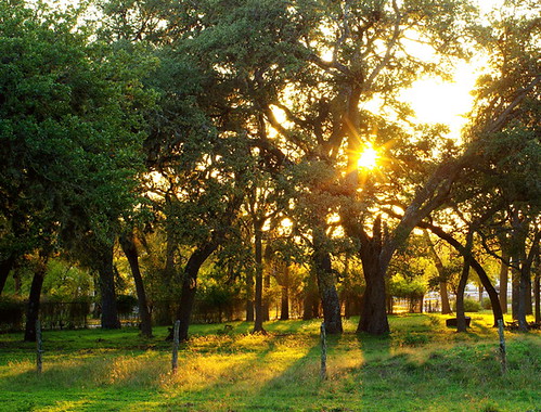 trees sunset pentax highlights goldenhour sunstar k2000