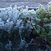 Frosty thyme and mint