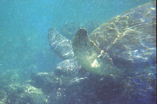 Turtle