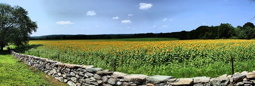 panorama stitch connecticut pano ct panoramic sunflowers 2009 panos griswold makeawishfoundation july25 pseudohdr fakehdr buttonwoodfarm griswoldct sunflowersforwishes griswoldconnecticut panoramicstitching buttonwouldfarm
