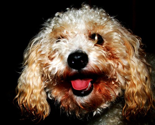 portrait dog cute eye tongue geotagged nose happy fuzzy sweet teeth poodle panting orton toypoodle bigdog geo:lon=83732128 geo:lat=3660844
