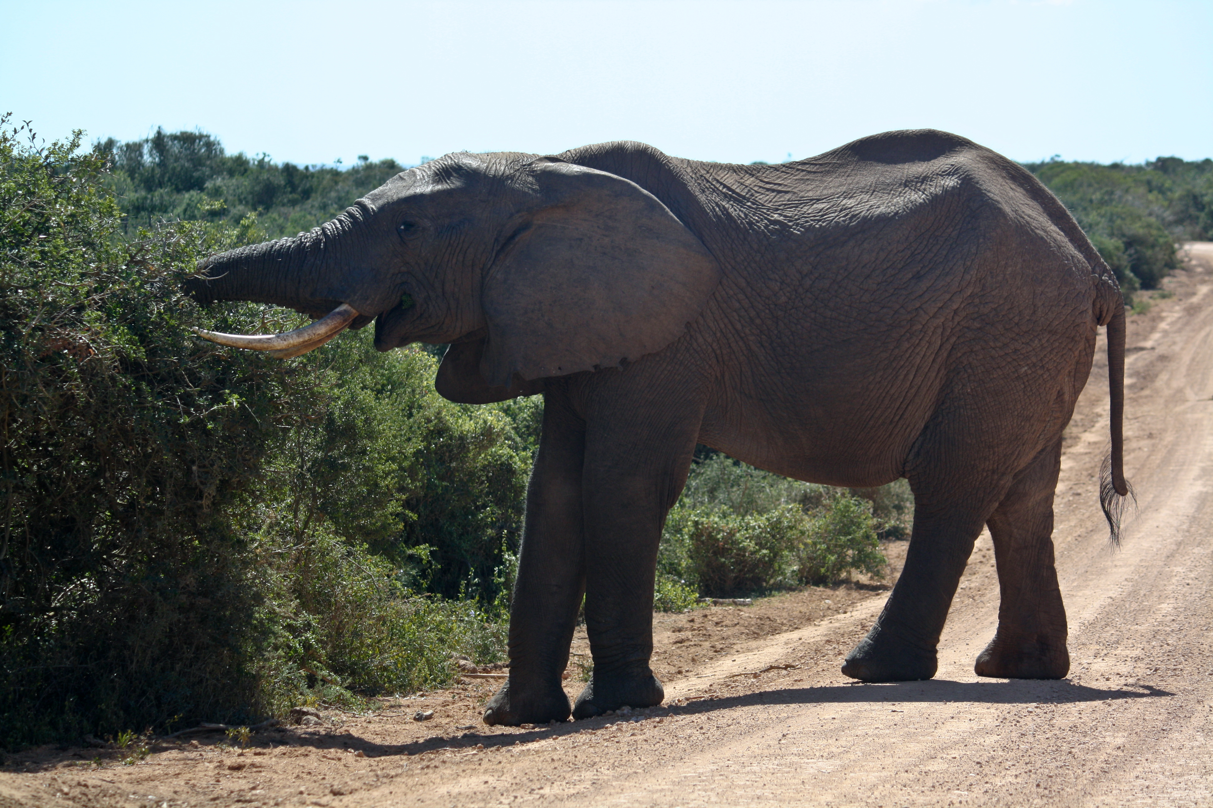 Addo Elephants
