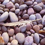 Feather on Pebbles