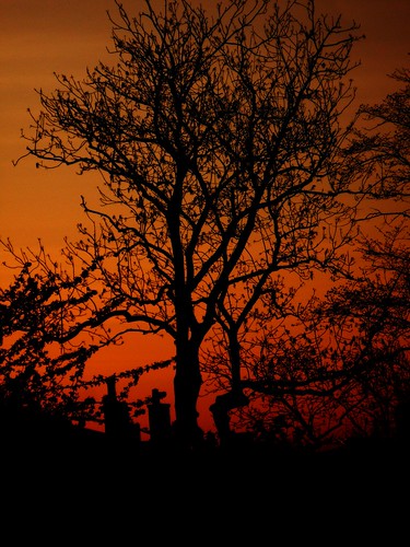 tree sunrise scotland glasgow april 2009 hillhead