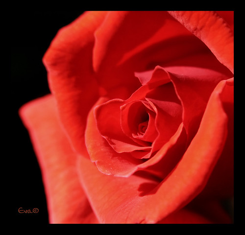 light red black flower macro rose petals heart vibrant velvet crop 1001nights mimamorflowers