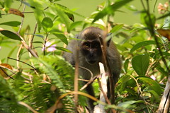 Wild Macaque
