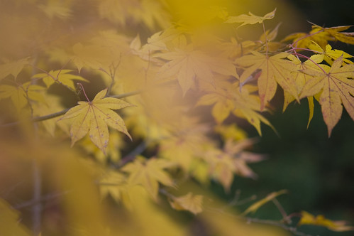 red green yellow japan tokyo moss nikon flickr 東京 nikkor60mmf28 tachikawa 立川 showakinenpark 昭和記念公園 nikkor50mmf14 d40