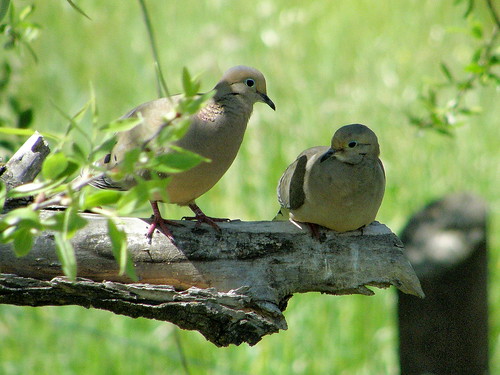 wild bird nature animal dove wildlife pair mourningdove avian photocontesttnc09 dailynaturetnc09