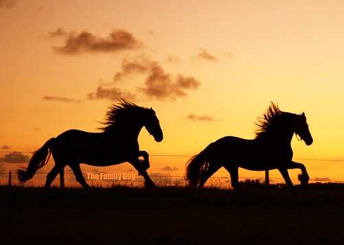 Frisian Horses @ sunset