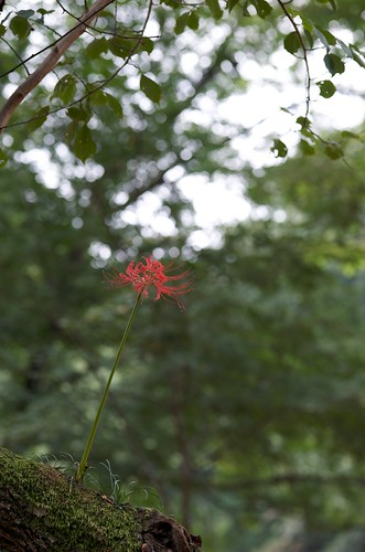 autumn red flower fall japan saitama crazyshin 2009 hidaka kinchakuda nikond3 makroplanart2100zf ds54806