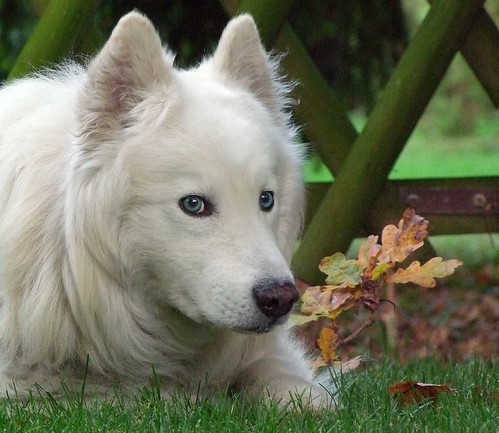 dog chien leaves animal parc blueeye feuilles whitedog