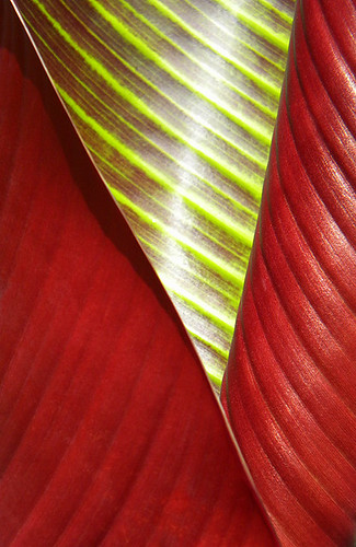 Red Banana Leaf