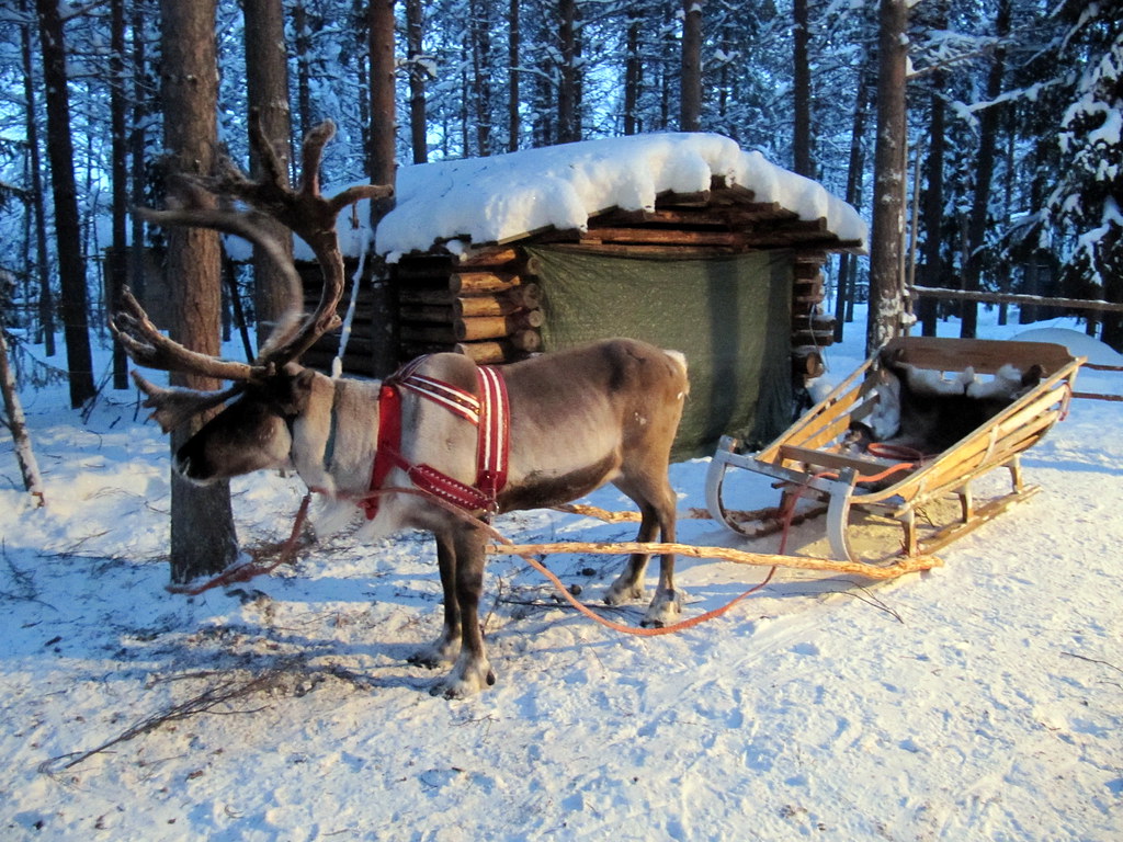 Reindeer sleigh ride Kuusamo Lapland