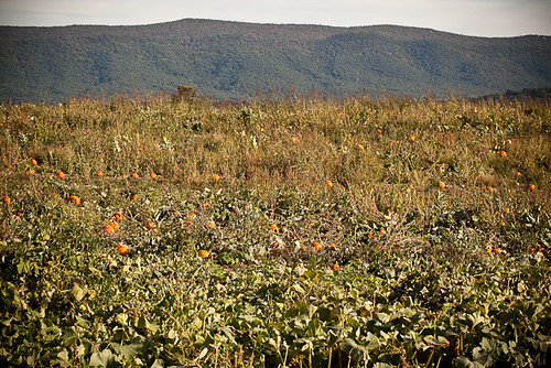 virginia pumpkins broadway lohrsfarm