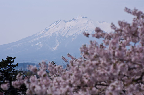 park mountain flower japan cherry pentax aomori 桜 sakura hirosaki k5 hirosakipark 弘前 iwakisan 岩木山 smcpfa85mmf14if
