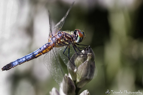 blue macro ma dragonfly massachusetts insects bugs dasher ayer