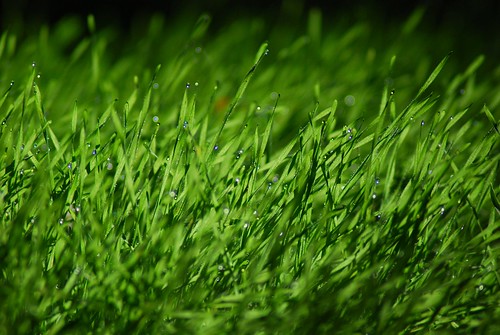 park italy parco macro green grass drops nikon italia dof bokeh 300mm fairy dew pavia d80 vernavola