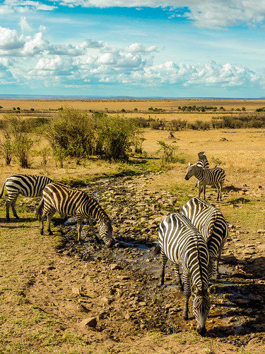 Zebras, Maasai Mara, Kenya