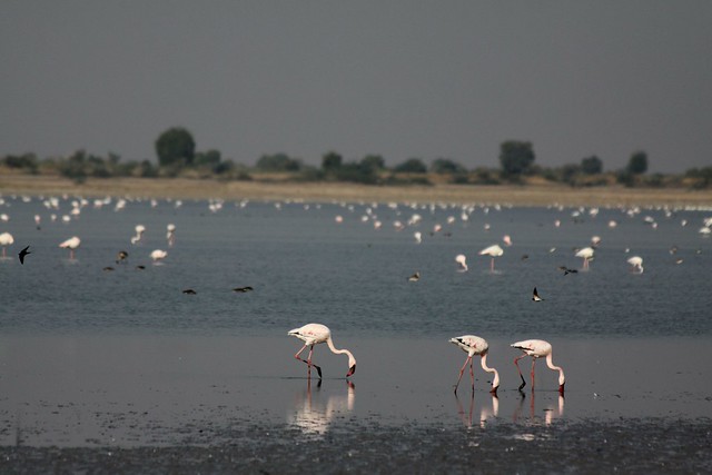 flamingos in india