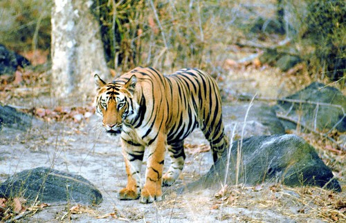 stripes wildlife jungle sher tiges kingofthejungle bandavgarh