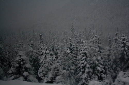 trees winter white snow window forest dark landscape december gray roadtrip 2009 strom montain parcdeslaurentides épinettes rebelxti snowstron