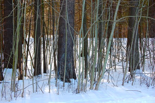trees woods newyorkstate cooperstown afternoonsunlight snowywoods otsegocounty glimmerglassopera edbrodzinsky