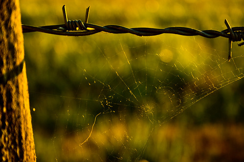 spider web mans campagne araignée toile sarthe pruilléléguillé