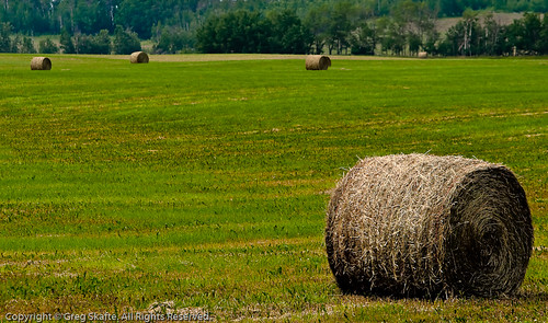 trees canada rural landscape farm paisaje alberta canadá haybales kanada landskap roundbales